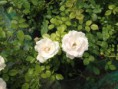 /album/fotogalereya/img-0545-jpg/